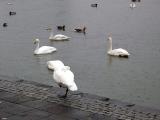 swans on the Tjrnin (the pond)