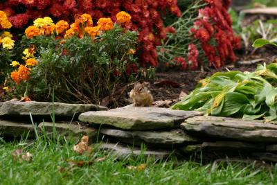 chipmunk_01.jpg