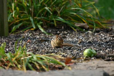 chipmunk_06.jpg