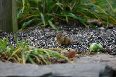 chipmunk_07.jpg