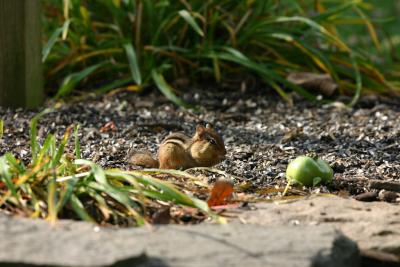 chipmunk_08.jpg