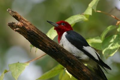 Red-Headed Woodpecker