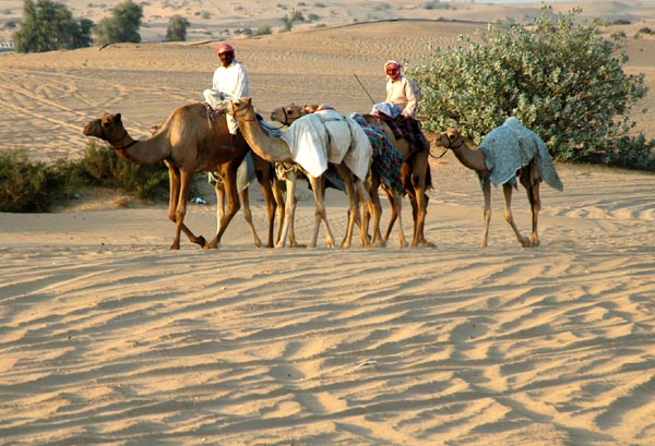 Camels and riders returning from a training circuit