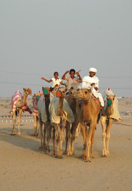 Racing camels, Sharjah