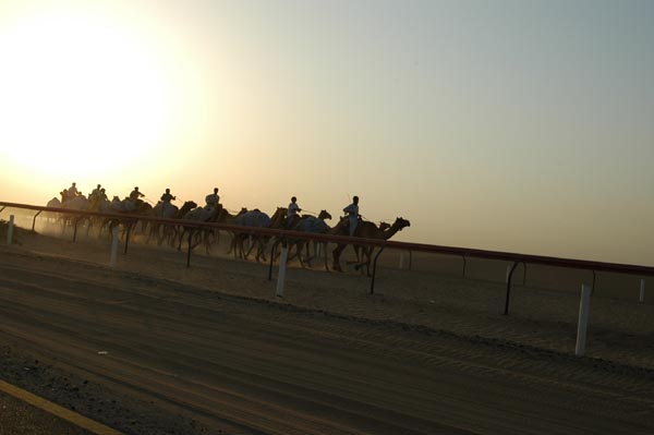 Camel pack against the setting sun