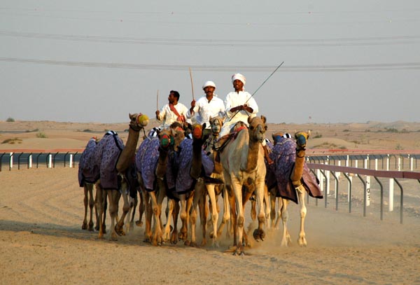 Camels on the track in Sharjah