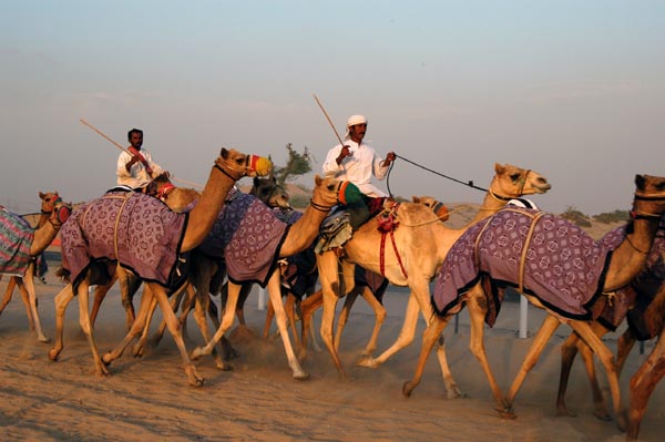 Racing camels training in the early evening