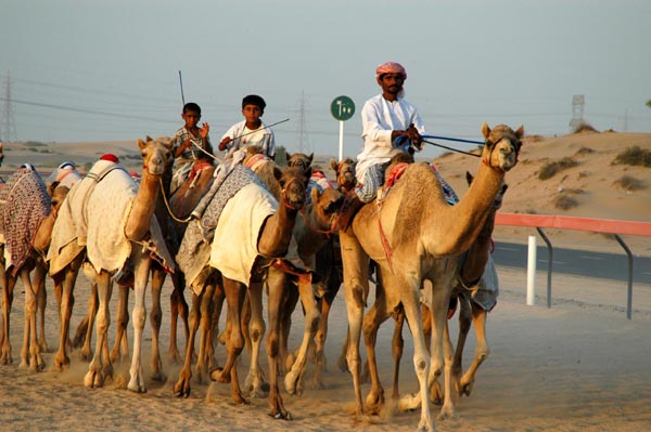 Sharjah Camel Track