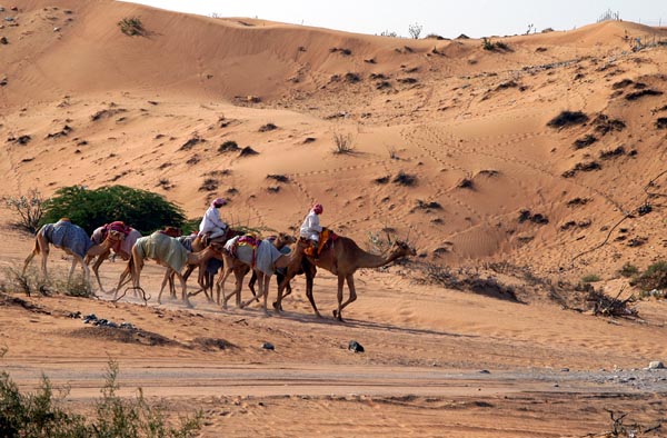 Camels with riders near B_, an inland village, part of the Emirate of Umm Al Quwain
