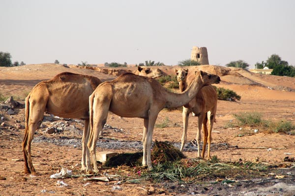 Camels on the side of the road in Falaj al-Mualla