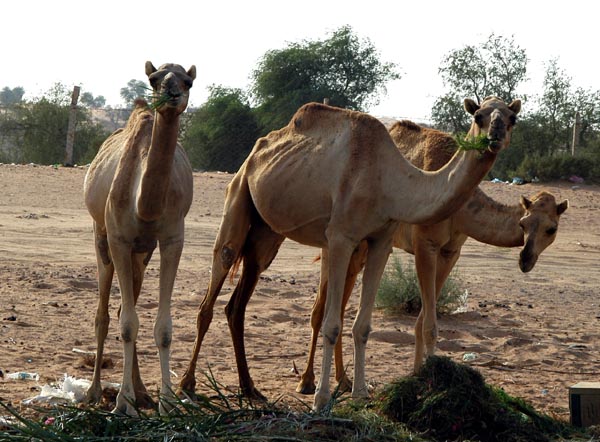 Camels on the side of the road in Falaj al-Mualla