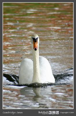 Swan.jpg
