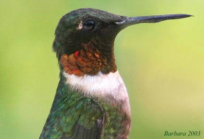 ruby throated bust shot.jpg