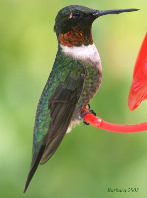ruby throated IMG_4866 copy 2.jpg
