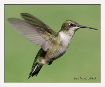 hummer in flight crop copy.jpg