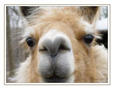 Llama DSC03260.jpg