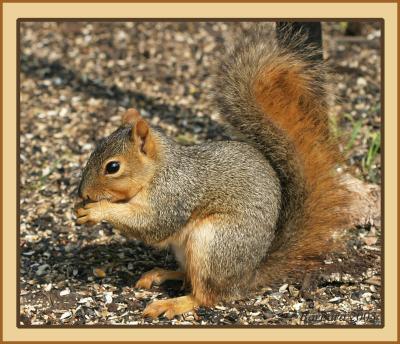 squirrel IMG_0032.jpg