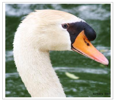 swan cl up IMG_0788 copy.jpg