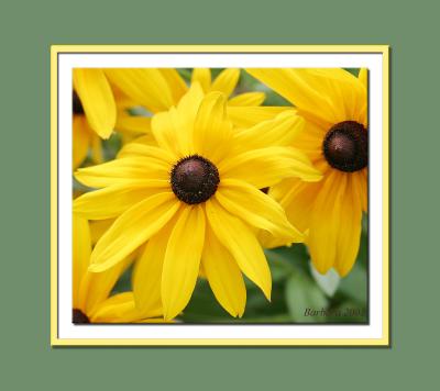 Blkeyed Susans.jpg