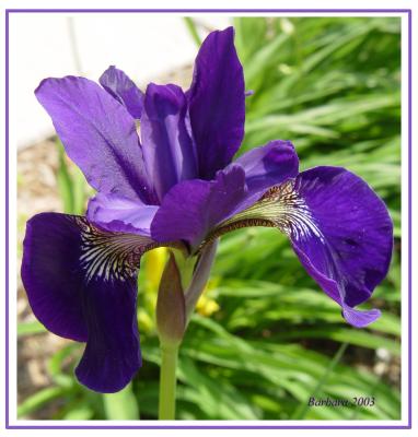 purple iris DSC07176.jpg