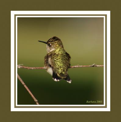 IMG_5320on branch side view framed.jpg