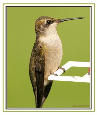 IMG_7244 hummer profilecopy.jpg