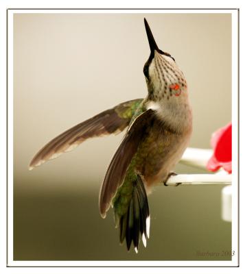 u33/bobbie2/medium/21602875.IMG_7140showingoffthroatfeathers.jpg
