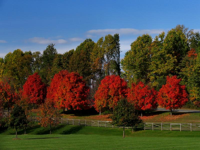 Fall Colors