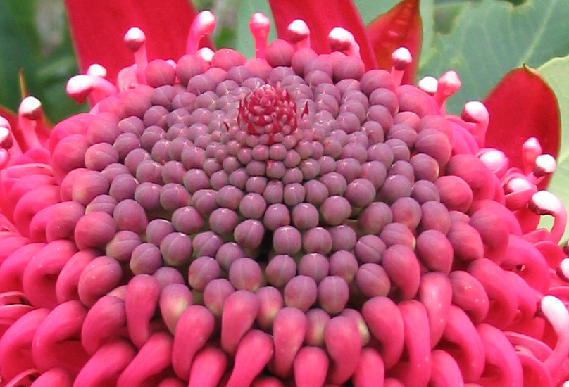 waratah