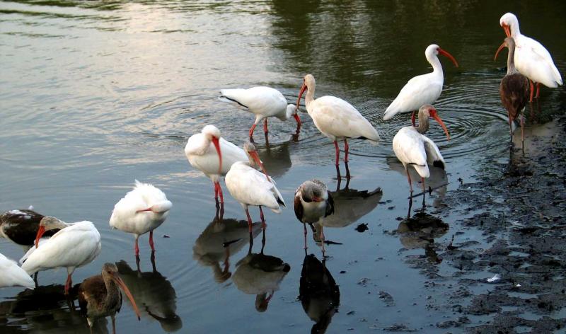 Preening Ibis