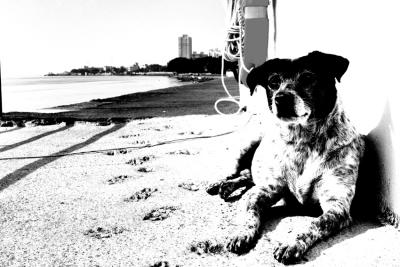 DOG-0002