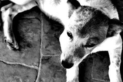 DOG-0003