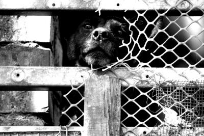 DOG-0005