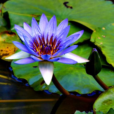 BOTANIC-0020
