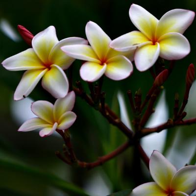 BOTANIC-0025