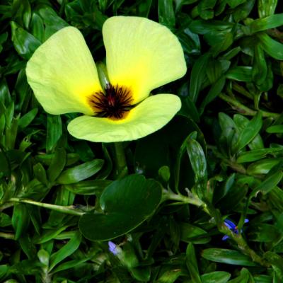 BOTANIC-0022