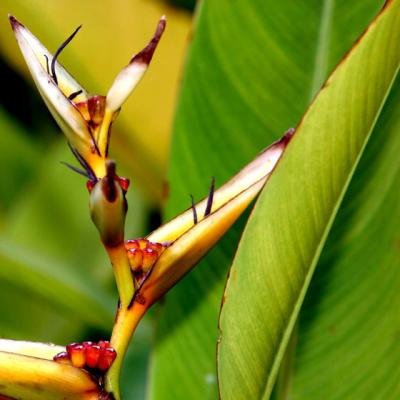 BOTANIC-0024