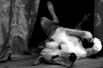 DOG-0006