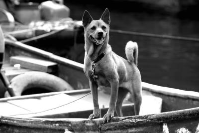 DOG-0007