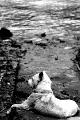 DOG-0010