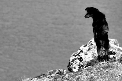 DOG-0011