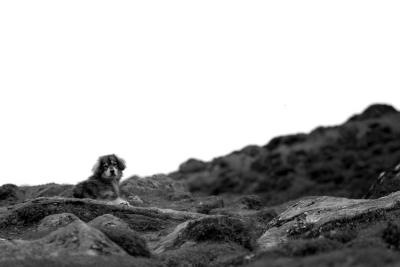 DOG-0012
