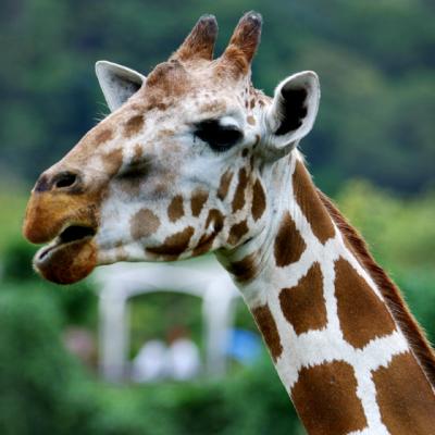 ZOO-0016