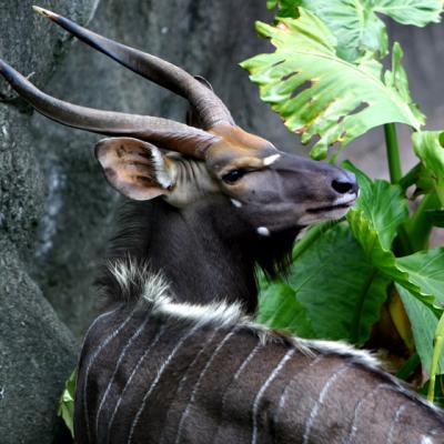 ZOO-0017