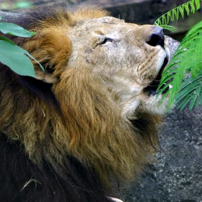 ZOO-0018