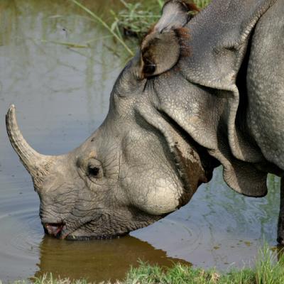 ZOO-0019