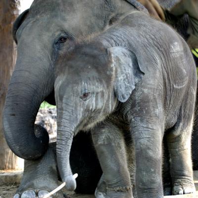 ZOO-0020
