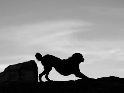 DOG-0013