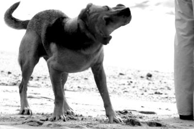 DOG-0014