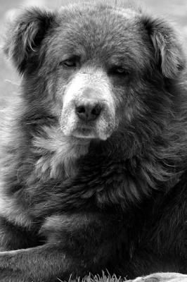 DOG-0015